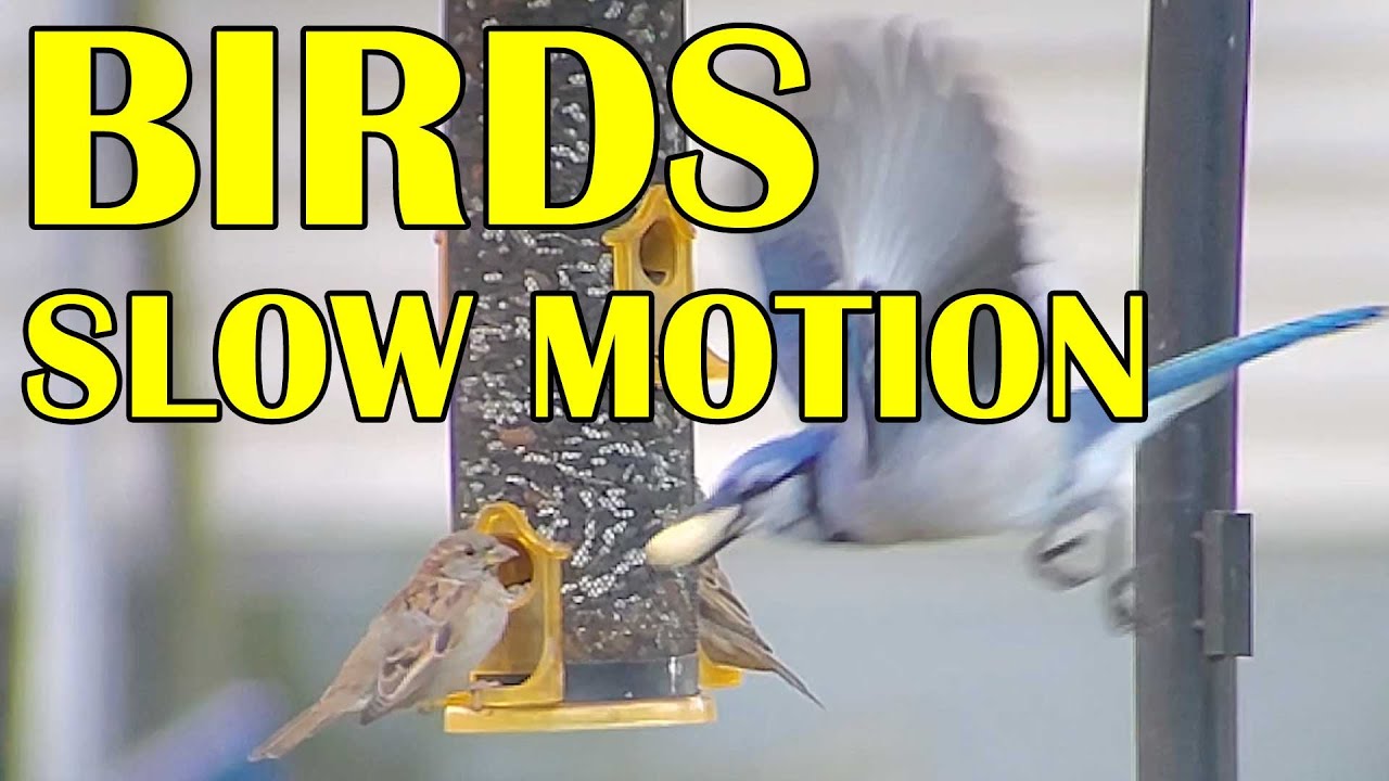 WATCH THESE BIRDS IN SLOW MOTION AT MY FEEDER! - YouTube