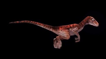 Velociraptor walk cycle Blender