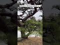 Episode 14 “Ritsurin Garden” Further exploration!!! #japan #travel #shorts #fyp #garden #viral