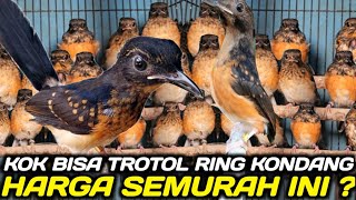 KOK BISA MURAH TROTOL JAHAT MENTAL PETARUNG PADAHAL BISA LAKU MAHAL