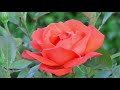 حبك بحر مالو حدود التركية