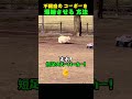 不眠症のコーギーを爆睡させる方法www #shorts