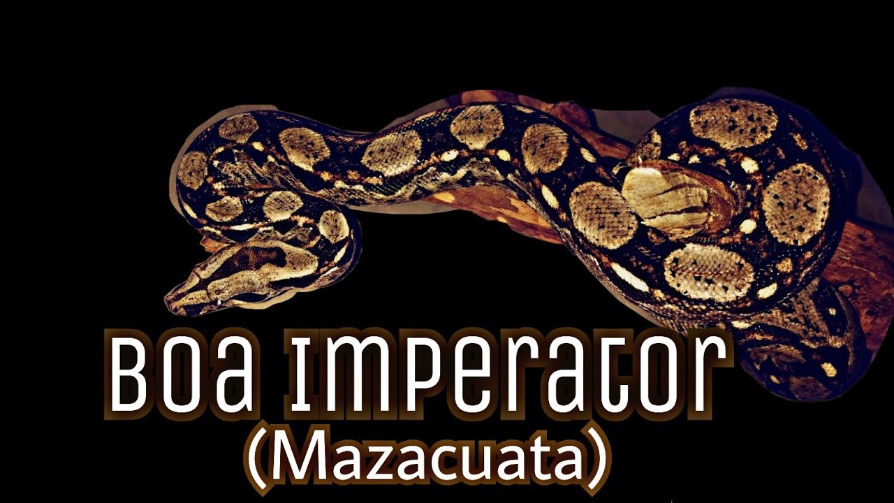 Cuidados de Boa constrictor Imperator (mazacuata)