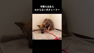 【牧場で捨てられていた犬】君は何歳なの？獣医さんの見解は…？