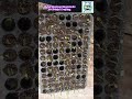 Highly Resistant Rootstocks for Brinjal Grafting.#grafting #brinjal #grafted brinjal. #West Bengal