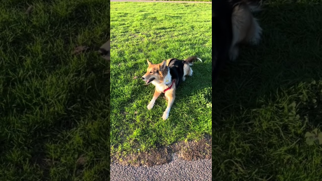 Sunny Days in Bournemouth 