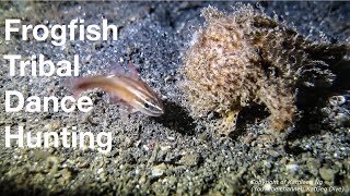 Katgeo Dive - Hairy Frogfish Tribal Dance Hunting
