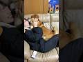 柴犬福 姉と柴犬の1週間ぶりの再会🤣Sister and Shiba🤣#shorts #姉と柴 #funny #funnydog #dogshorts #shiba #시바견