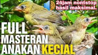 Full Masteran Kecial Kuning Terbaik Untuk Anakan Kecial, Ciak2 Jos Speed   Variasi | PEPADU KECIAL