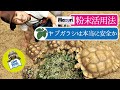 ★【リクガメ飼育】マズリ粉末活用法＆ヤブガラシの安全性について考察 @ZOO TIME