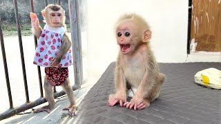 Monkey Tina ran out to find her mother leaving Xuka alone at home, so pitiful.