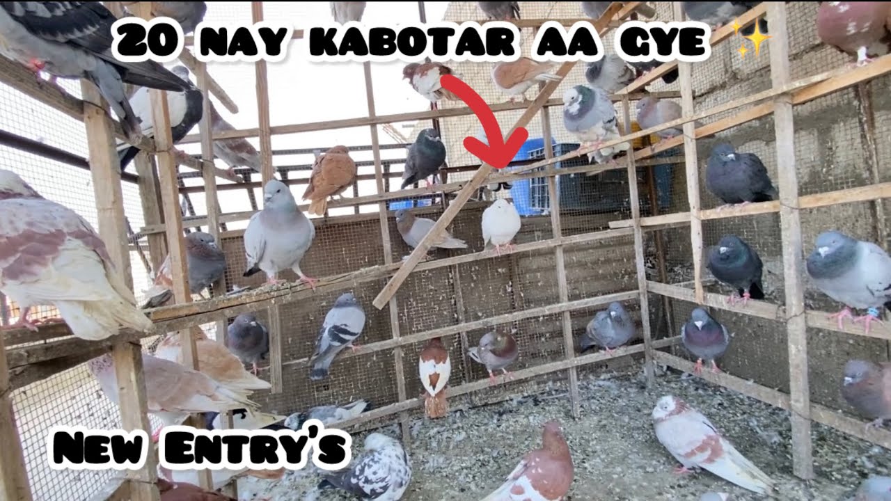 20 new kabotar aa gay New entry ✨🥀