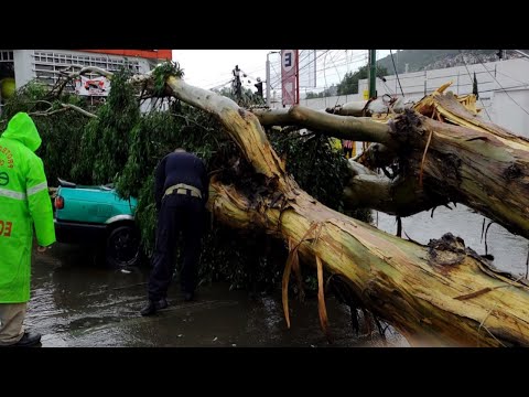 ቪዲዮ: በኮዮአካን፣ ሜክሲኮ ሲቲ የሚደረጉ ዋና ዋና ነገሮች