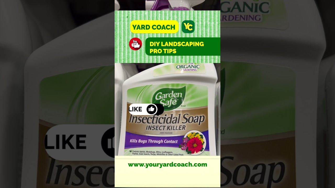 A Safer Way to Kill Garden Pests  Insecticidal Soap Works! - YouTube