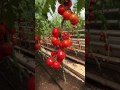 Обзор тепличных томатов агрофирмы Поиск