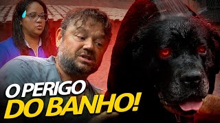 DANDO BANHO NOS CANE CORSO DE GUARDA! | A CASA DOS BICHOS