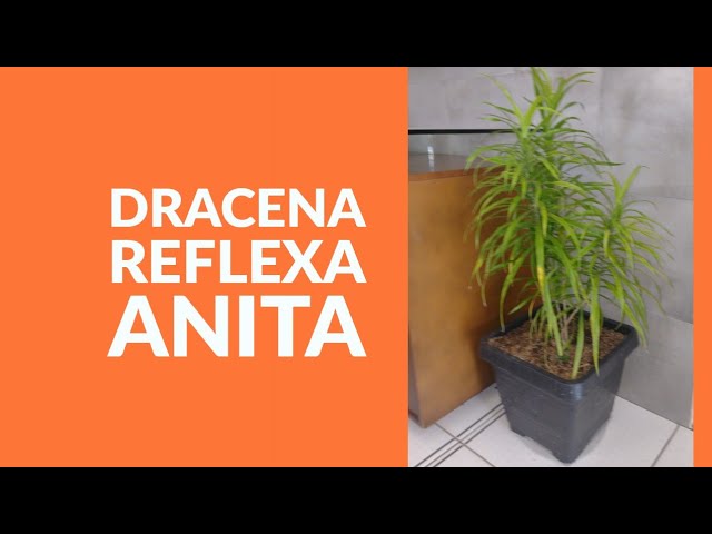 fargesia jiuzhaigou pflege Fargesia jiuzhaigou 1 kaufen - Jade Bambus Roter Bambus