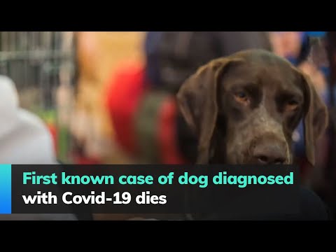First known case of dog diagnosed with Covid-19 dies