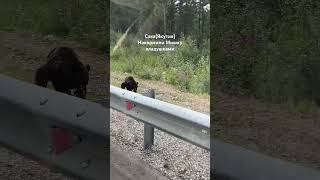 Якутия медведь на дороге
