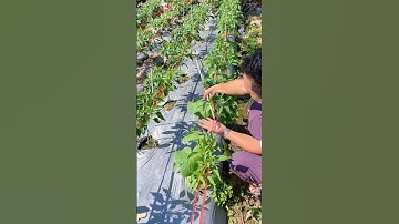 Stringing Peppers Technique to Maximize Yield #farmingtech @RomFarm