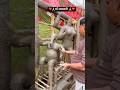माँ सरस्वती जी की मूर्ति 🙏#shorts #viral #trending #saraswatipuja #arts