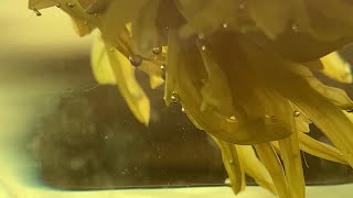 Chrysanthemum Flower Tea