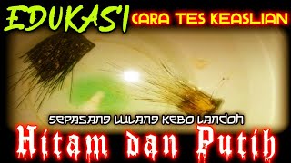Review lulang Kebo Landoh Hitam Dan Putih asli Hasil Penarikan Alam Ghaib shorts trending