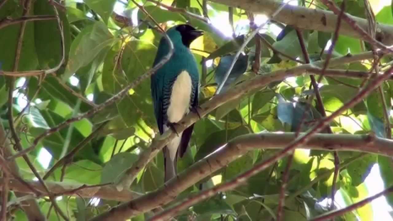 Swallow Tanager, Thraupidae, Tersina viridis, Tanager, Wild birds,