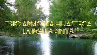 Trio armonia huasteca una polla pinta