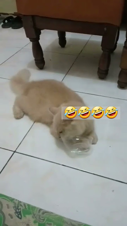 Bocil nada dering #kucing #kucinglucu