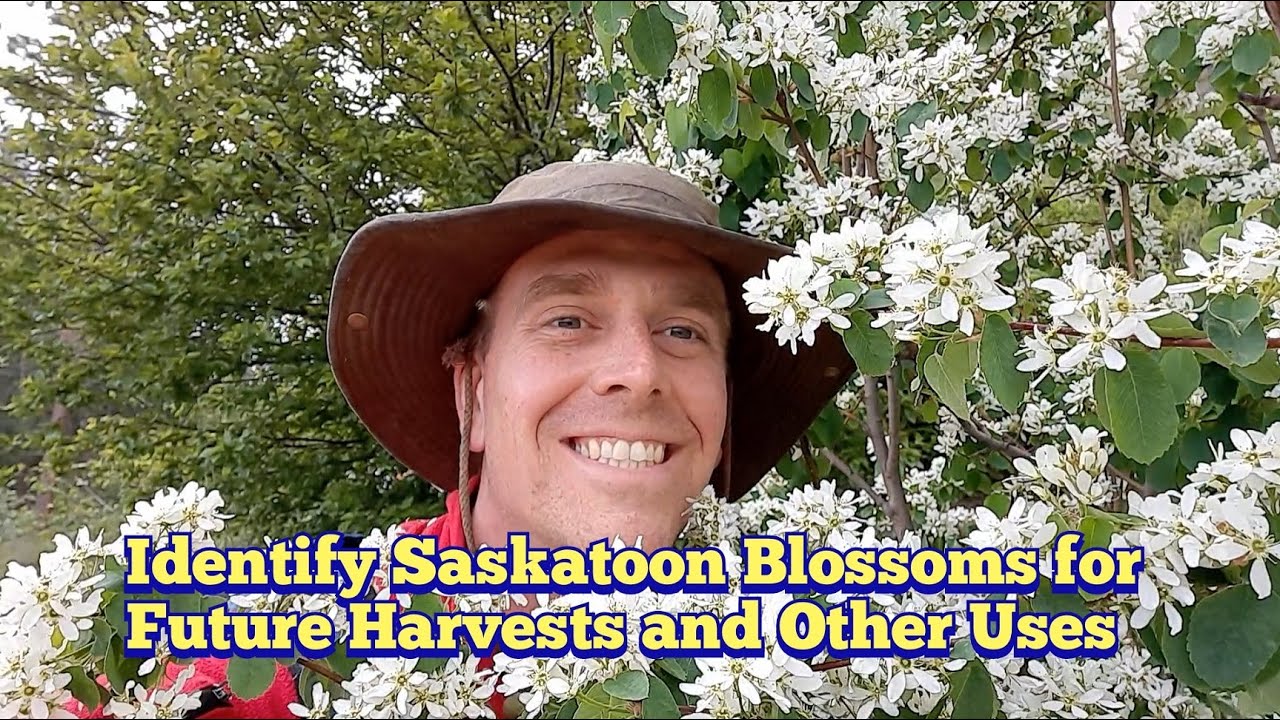 Identifying Saskatoon Berry or Serviceberry Blossoms for Future Harvests and Other Uses