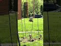 Busy time at the birdie cafe #shorts #ytshorts #viralshort #nature #birds 4/30/26