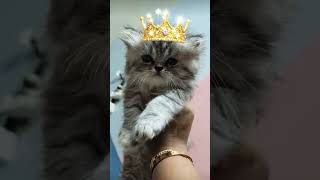 #oreo #cat #persiancat #cute #lifeisbutadream #kitten #mybabies #pets #cutecat #petlover