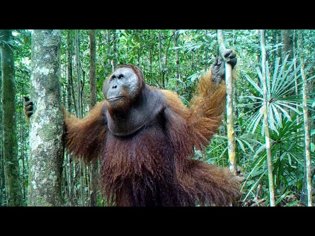 Conflict  and intimidation between two wild Orangutans