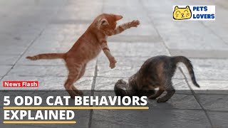 5 Odd Cat Behaviors Explained by Pets Lovers 20 views 2 years ago 1 minute, 42 seconds