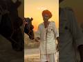 ऊंटो से प्रेम❤️🐪 #camellove #camel #gaon #sunrise #morning #vibes #goodmorning #pushkar