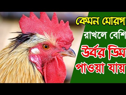 ভিডিও: মোরগ কখন দেওয়া উচিত?