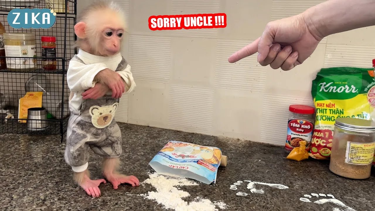 Озорная обезьянка Зика в муке, когда хочет испечь торт | Полная версия
