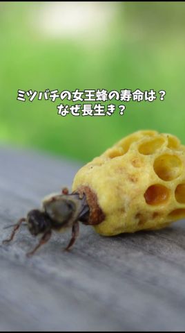 女王蜂の寿命は?なぜ長生き? #ミツバチ