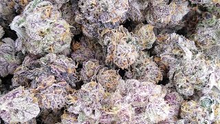 Runtz Buttonz Massive Plant Final Buds!