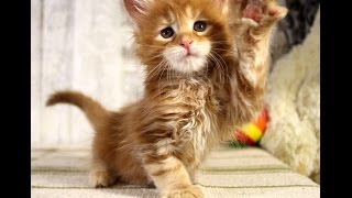 Прямая трансляция котят из Самарского питомника Мейн Кунов