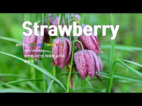[은성 반주기] Strawberry - 카라(KARA)