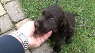 Full Chocolat Cocker spaniel Aged 8 weeks Guide