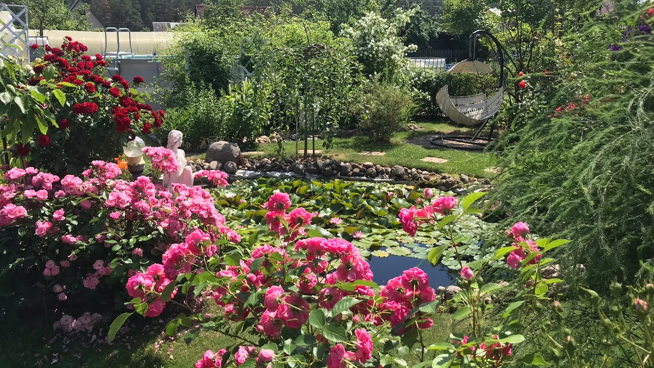 Обрезка роз. Особенности обрезки шрабов и мускусных роз.