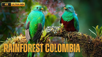 RỪNG MƯA NHIỆT ĐỚI COLOMBIA - VIDEO 4K UTRA HD