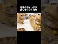 息子にちょっかい出しまくってたら怒られただに #猫 #マンチカン #shorts