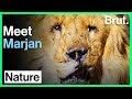 Meet marjan afghanistans last lion