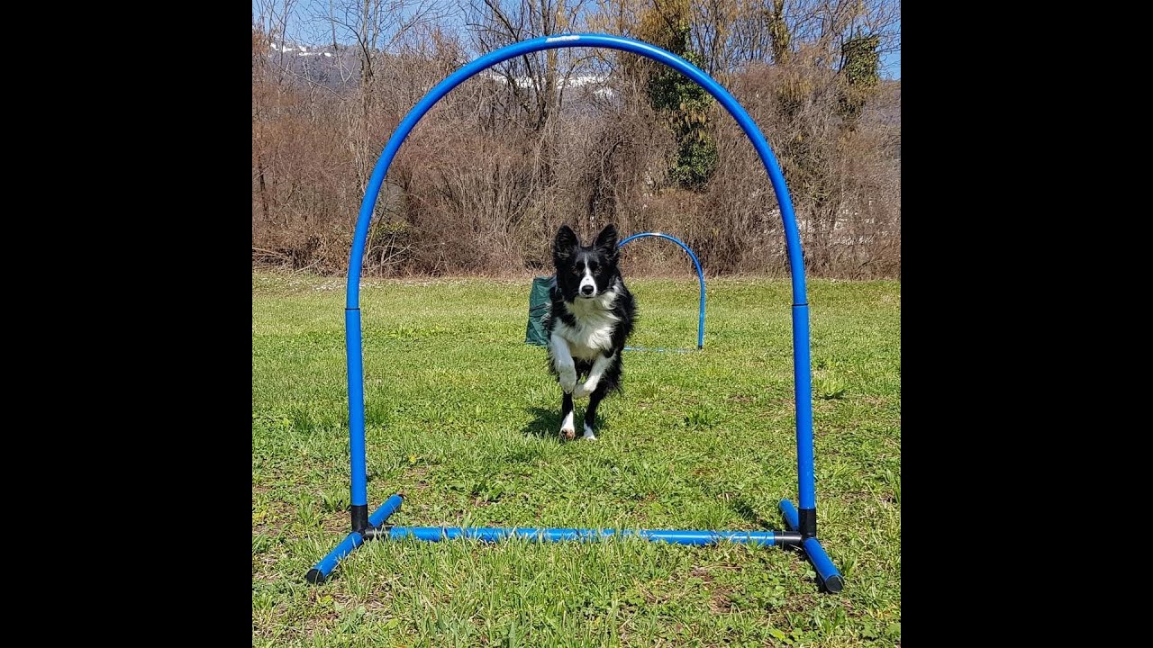 MAX VISMARA | HOOPERS | CENTRO ADDESTRAMENTO CANI