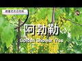 黃金雨 / 阿勃勒｜Golden Shower Tree｜跟著尼克去兜風06｜人行道賞花｜Cassia fistula Linn.     