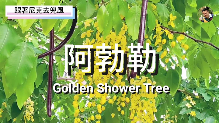黄金雨 / 阿勃勒｜Golden Shower Tree｜跟着尼克去兜风06｜人行道赏花｜Cassia fistula Linn.      - 天天要闻